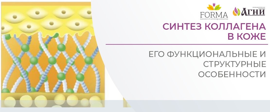 Синтез коллагена в коже, его функциональные и структурные особенности