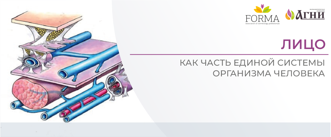 Лицо как часть единой системы организма человека