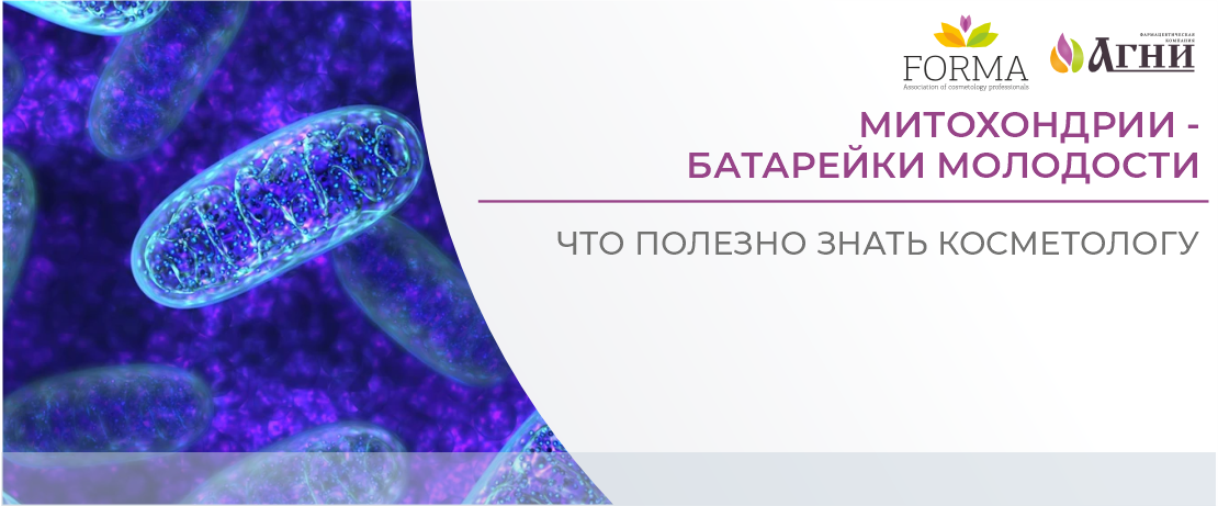 Митохондрии - батарейки молодости: что полезно знать косметологу